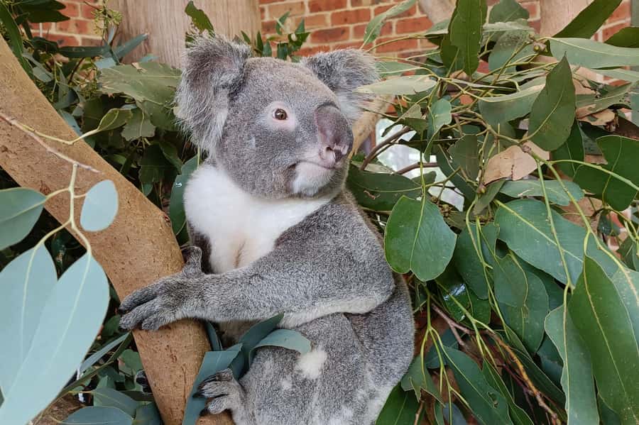 Sydney: Blue Mountains Late Start: Walks, Wildlife & Dinner - Price and Value: Is $210 Reasonable for This Blue Mountains Day?