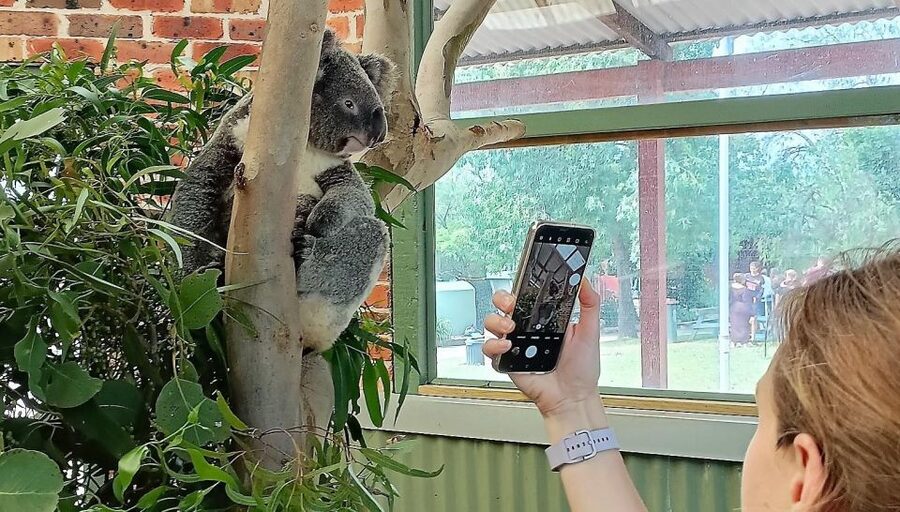 Sydney: Blue Mountains Late Start: Walks, Wildlife & Dinner - Wentworth Falls Lunch and the First Real Walk