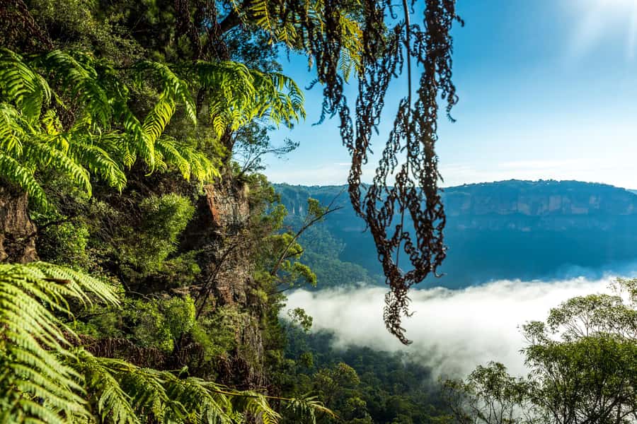 Sydney: Blue Mountains Late Start: Walks, Wildlife & Dinner - Meals Included: Pie Lunch, Restaurant Dinner, and Less Time Sitting Around