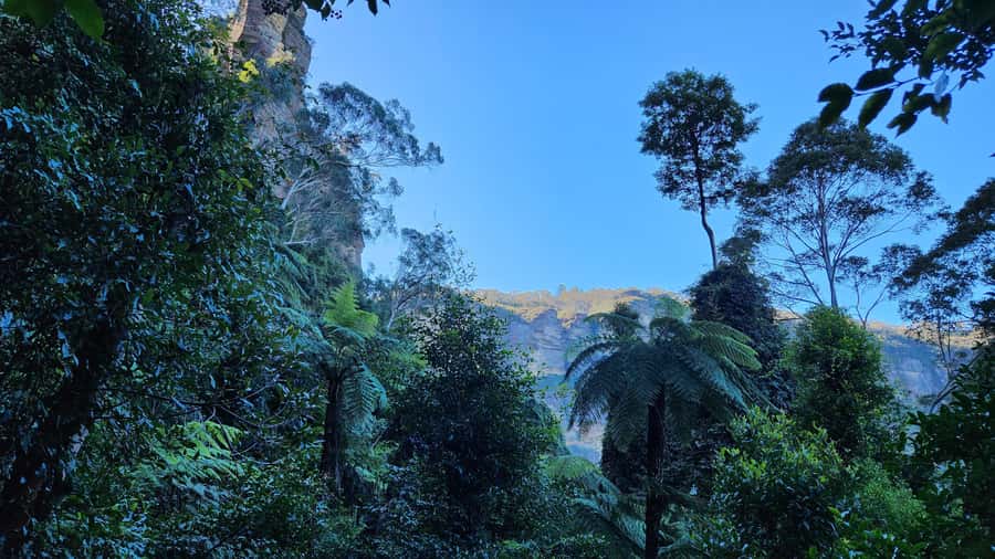 Sydney Blue Mountains, Scenic World, Featherdale - A small group day run by Eric style, with real conversation