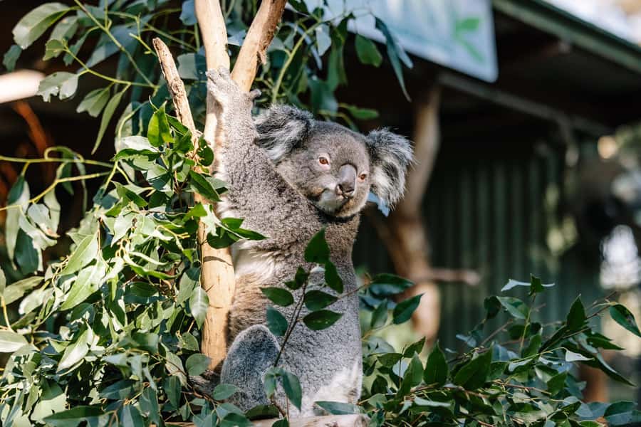 Sydney: Blue Mountains Scenic World, Wildlife Park and Lunch - Price and logistics: what $197 buys you, and what it doesn’t