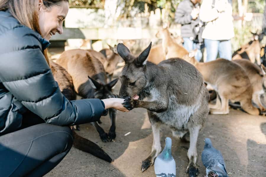 Sydney: Blue Mountains Scenic World, Wildlife Park and Lunch - Featherdale Wildlife Park, close encounters with Aussie icons