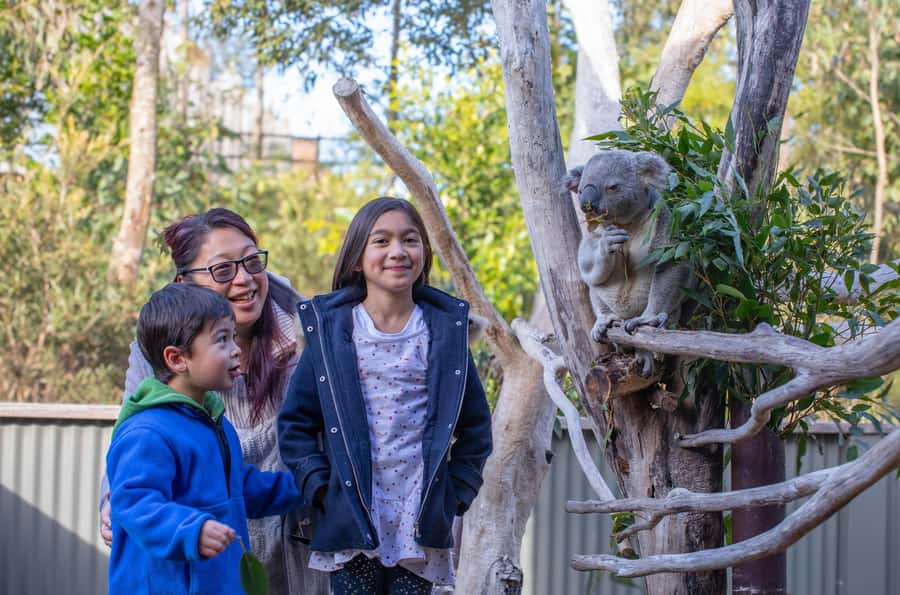 Sydney: Blue Mountains, Scenic World, Zoo & Lincoln's Rock - What you are really buying for $120