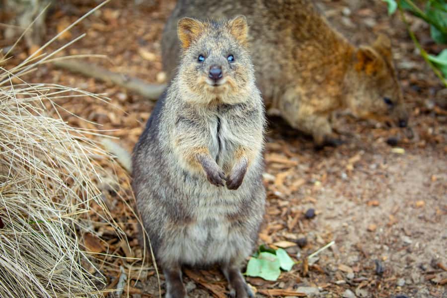 Sydney: Blue Mountains, Scenic World, Zoo & Lincoln's Rock - Sydney Zoo: koalas, kangaroos, and more in 90 minutes