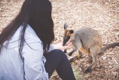 Blue Mountains Wildlife & Bushwalk Small-Group Tour