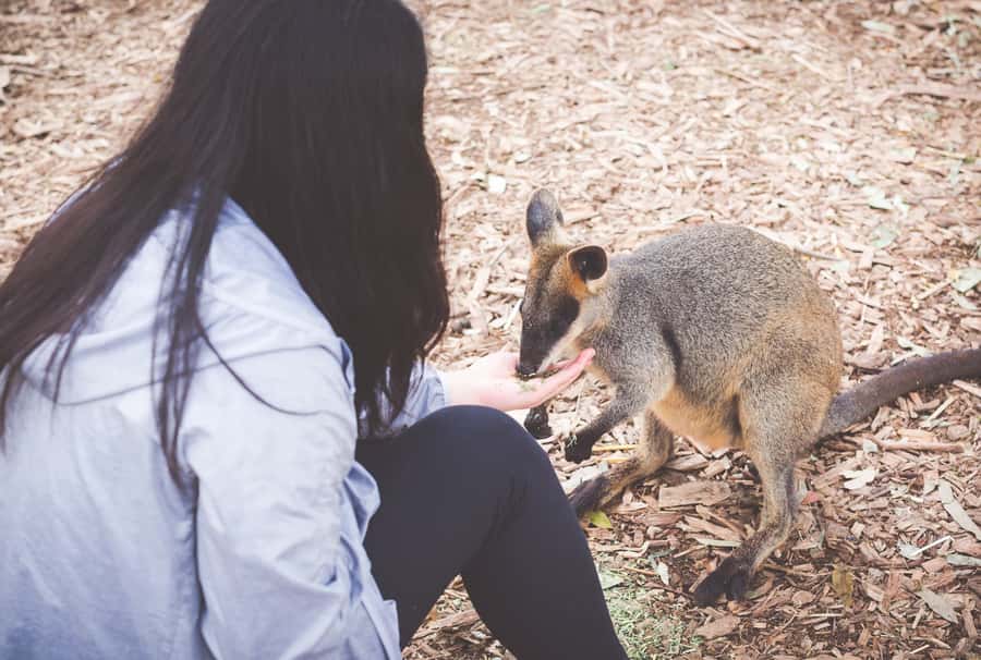 Sydney: Blue Mountains Wildlife & Bushwalk Small-Group Tour - Featherdale Wildlife Park: up close with kangaroos, koalas, and wombats