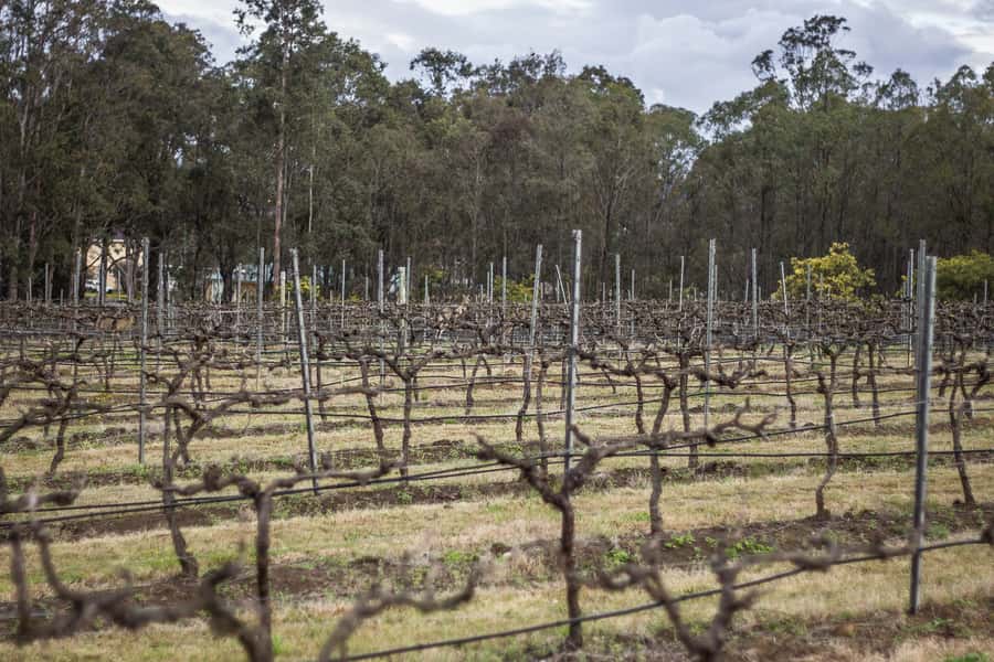 Sydney: Chef-Led Hunter Valley Food & Wine Tour - Chocolate Stop and a Sweet Finish Without Rushing