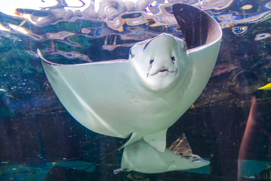 Sydney: Combo Pass for 2, 3, or 4 Top City Attractions - Wild Life Sydney: Koalas, Kangaroos, and the Big-Croc Moment