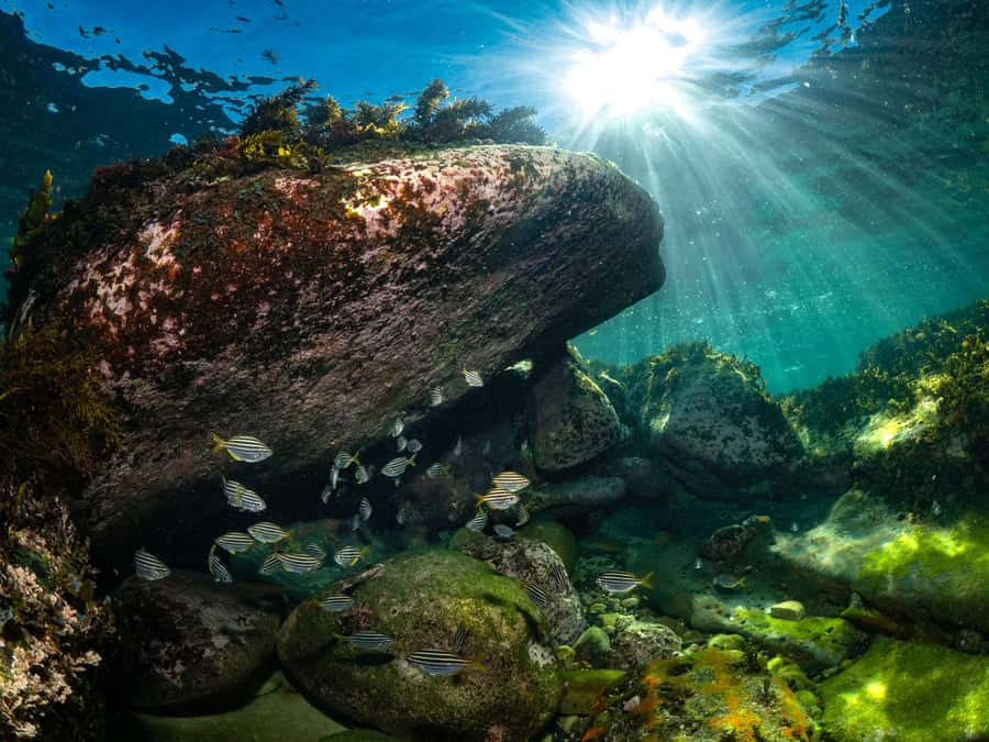 Sydney: Discover Scuba Dive at Australia's most Iconic Beach - Underwater Life Off Bondi You Can Expect to See