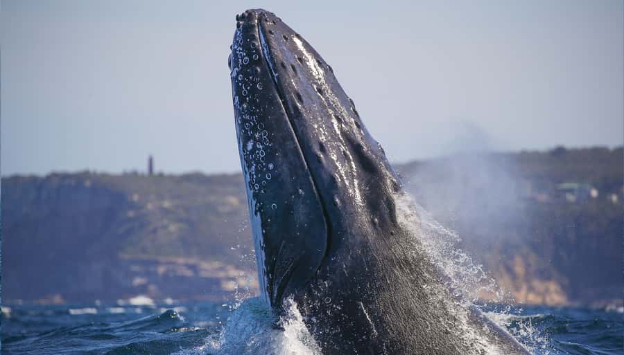 Sydney: Discovery Whale Watching Tour by Catamaran - Turbo Speed Out of Darling Harbour to Whale Time