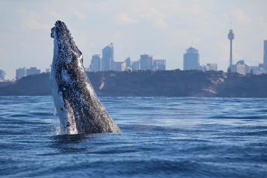 Sydney: Discovery Whale Watching Tour by Catamaran - The Captain and Crew Work the Search, Not Just the Schedule