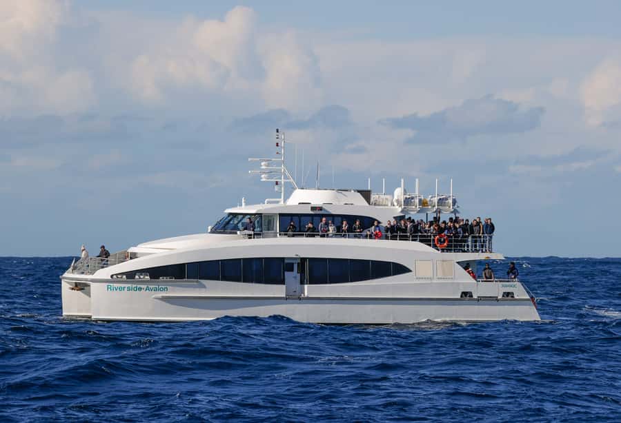 Sydney: Discovery Whale Watching Tour by Catamaran - Price and Value for a 150-Minute Catamaran Cruise