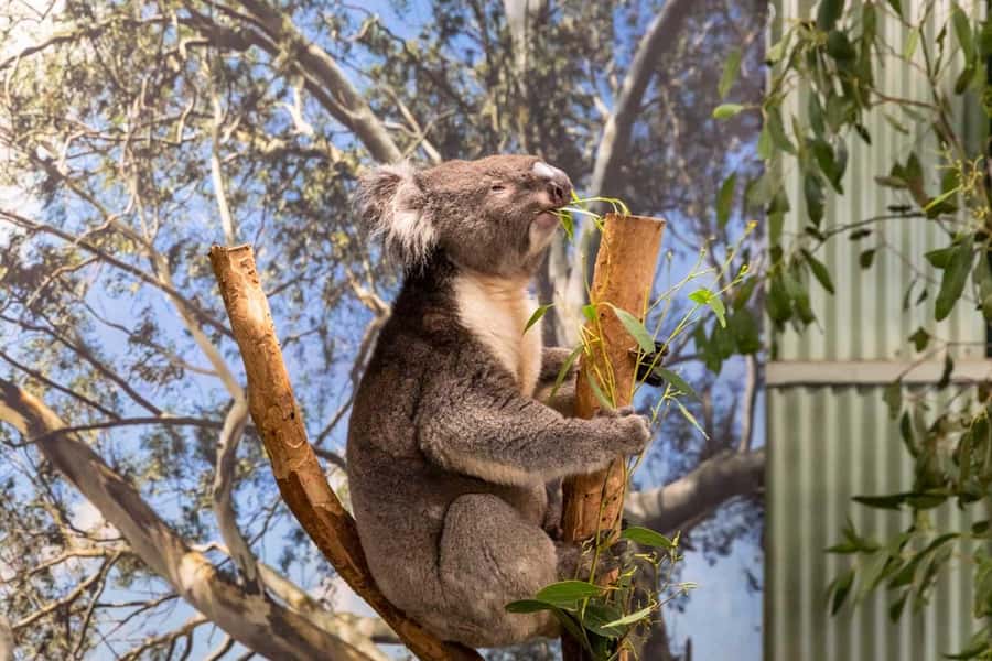 Sydney: Featherdale Wildlife Park Private Tour - Key things to know before you go
