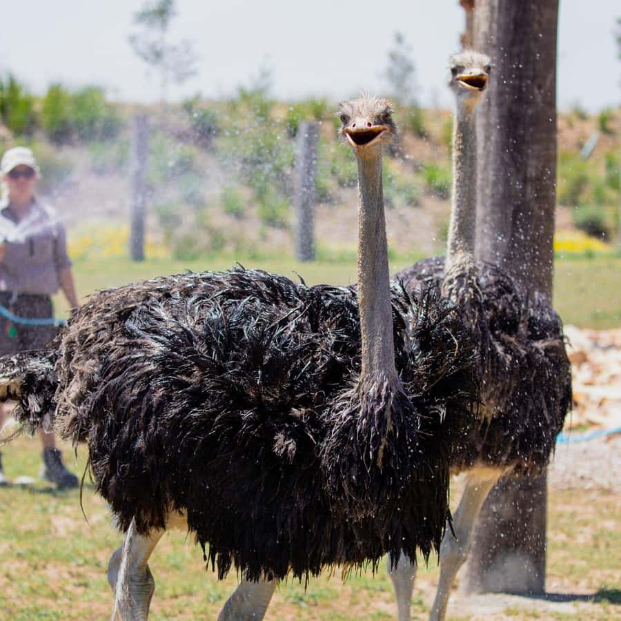 Sydney: Featherdale Wildlife Park Private Tour - What You Get in a 4-Hour Featherdale Private Tour from Sydney