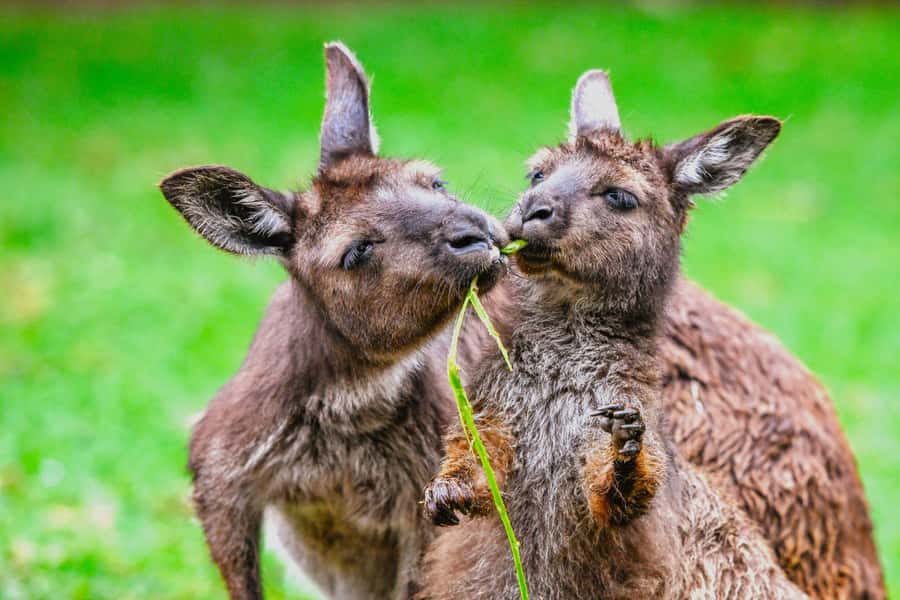 Sydney: Featherdale Wildlife Park Private Tour - Optional Add-Ons: Kangaroo Feeding and Koala Photo Experience