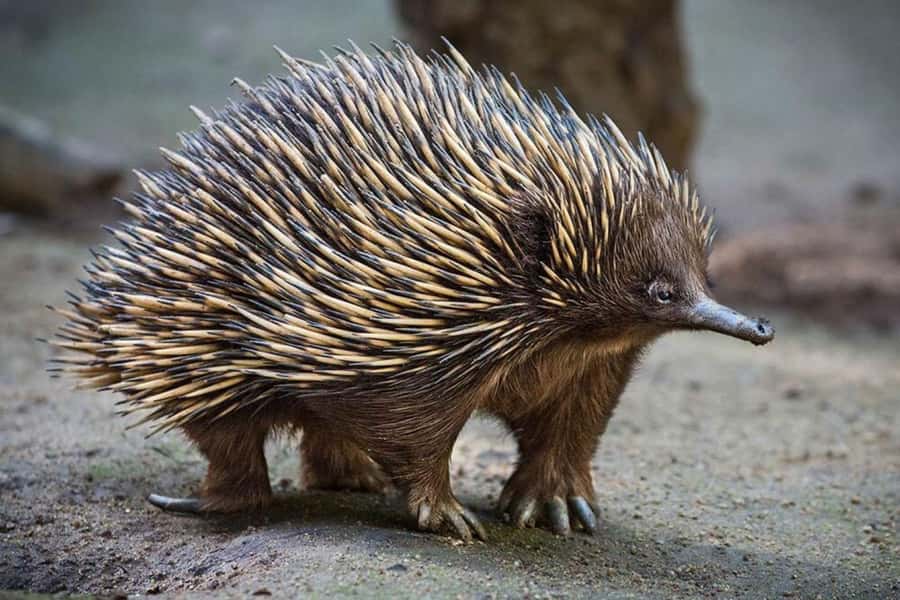 Sydney: Featherdale Wildlife Park Private Tour - Price and Value, When Private Transport Helps Most