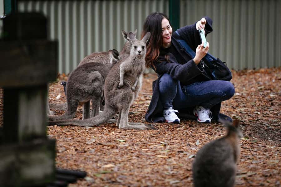 Sydney: Featherdale Wildlife Park Private Tour - Who This Private Tour Fits Best (And Who Might Prefer Self-Guided)