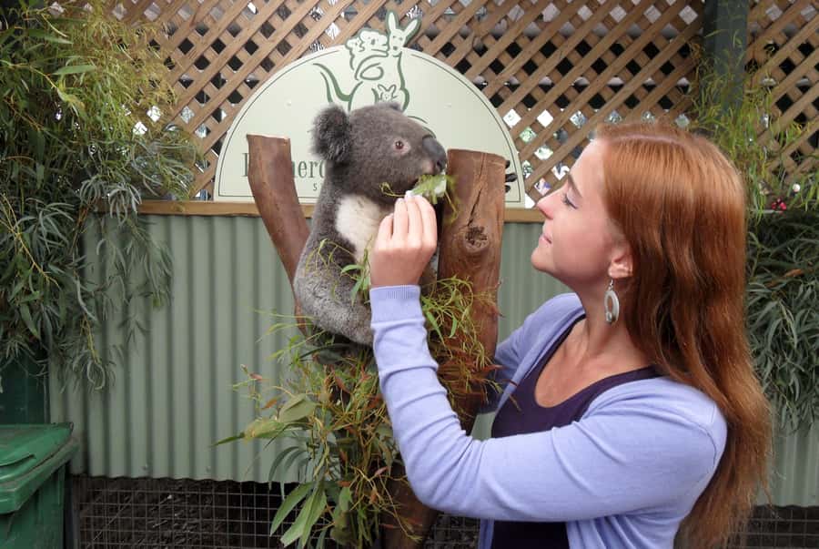 Sydney: Featherdale Wildlife Park Private Tour - Sydney Pickup and Private Vehicle Comfort (Where the Money Goes)