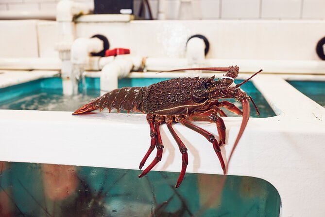 Sydney Fish Market Behind the Scenes Tour - Who should book, and who should skip this one