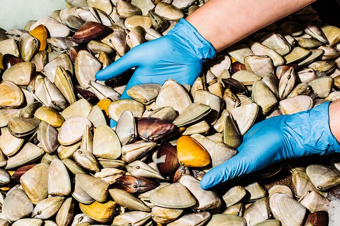 Sydney Fish Market Discovery Tour - Auction stands and the Dutch auction: how prices move fast