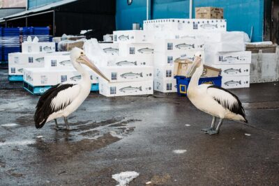 Sydney Fish Market Discovery Tour