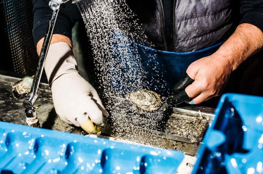 Sydney: Fish Market Food Tour - Where Sydney Fish Market lives, and why the tour starts there