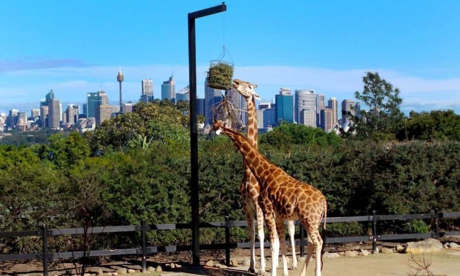 Sydney: Flexi Pass - Pick 3, 5 or 7 Experiences - Blue Mountains Explorer Bus: the day trip that turns Sydney into two places