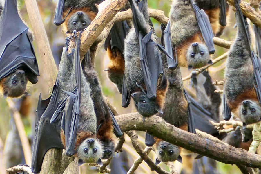Sydney: Flying Fox Tour, Australia's Largest Bats - Key Things I’d Book This For