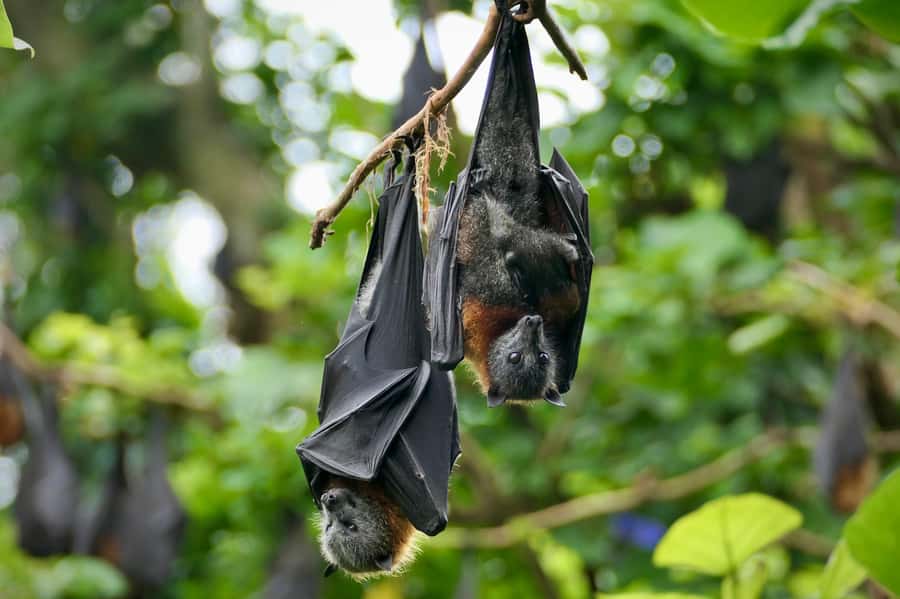 Sydney: Flying Fox Tour, Australia's Largest Bats - Giant Flying Foxes, In Daylight, With Real Up-Close Action