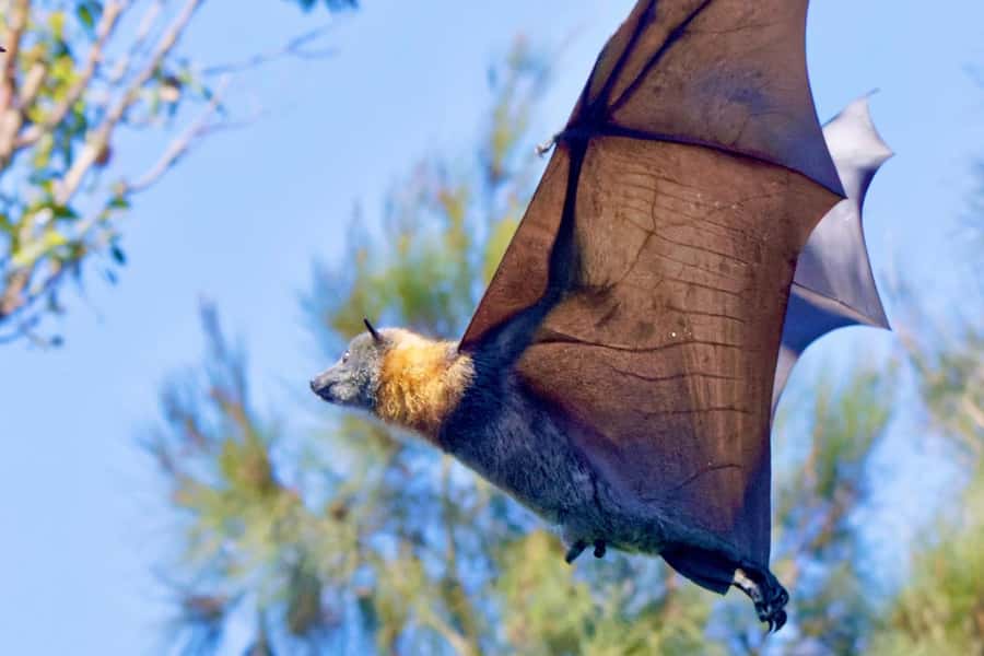 Sydney: Flying Fox Tour, Australia's Largest Bats - Van Time That Actually Feels Useful (About 25 Minutes Each Way)
