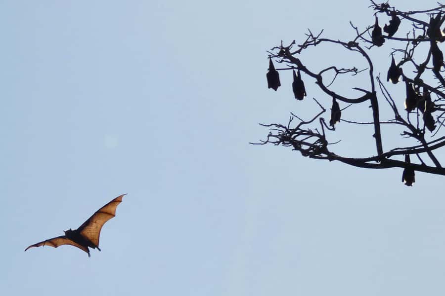 Sydney: Flying Fox Tour, Australia's Largest Bats - The 75-Minute Wildlife Viewing Window: Up to 10 Feet Away