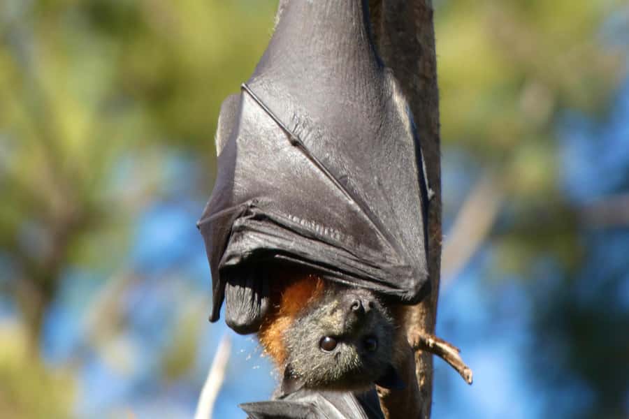 Sydney: Flying Fox Tour, Australia's Largest Bats - Zoom Cameras, Binoculars, and Guide Photos You Can Use