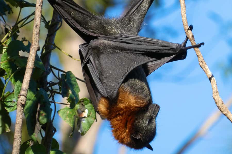 Sydney: Flying Fox Tour, Australia's Largest Bats - Snacks, Water, and Outdoor Clothing That Actually Helps