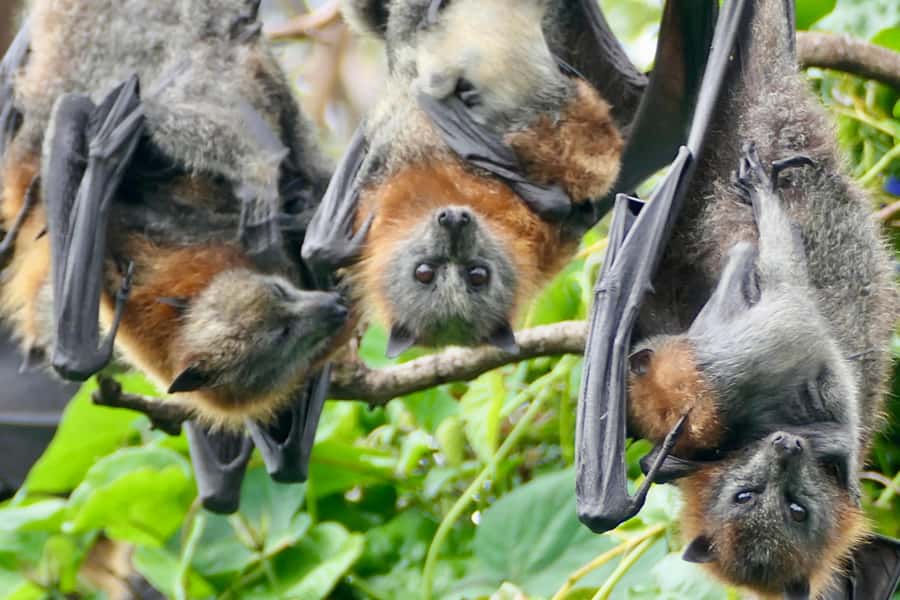 Sydney: Flying Fox Tour, Australia's Largest Bats - Price and Value: Why $49 Works Here