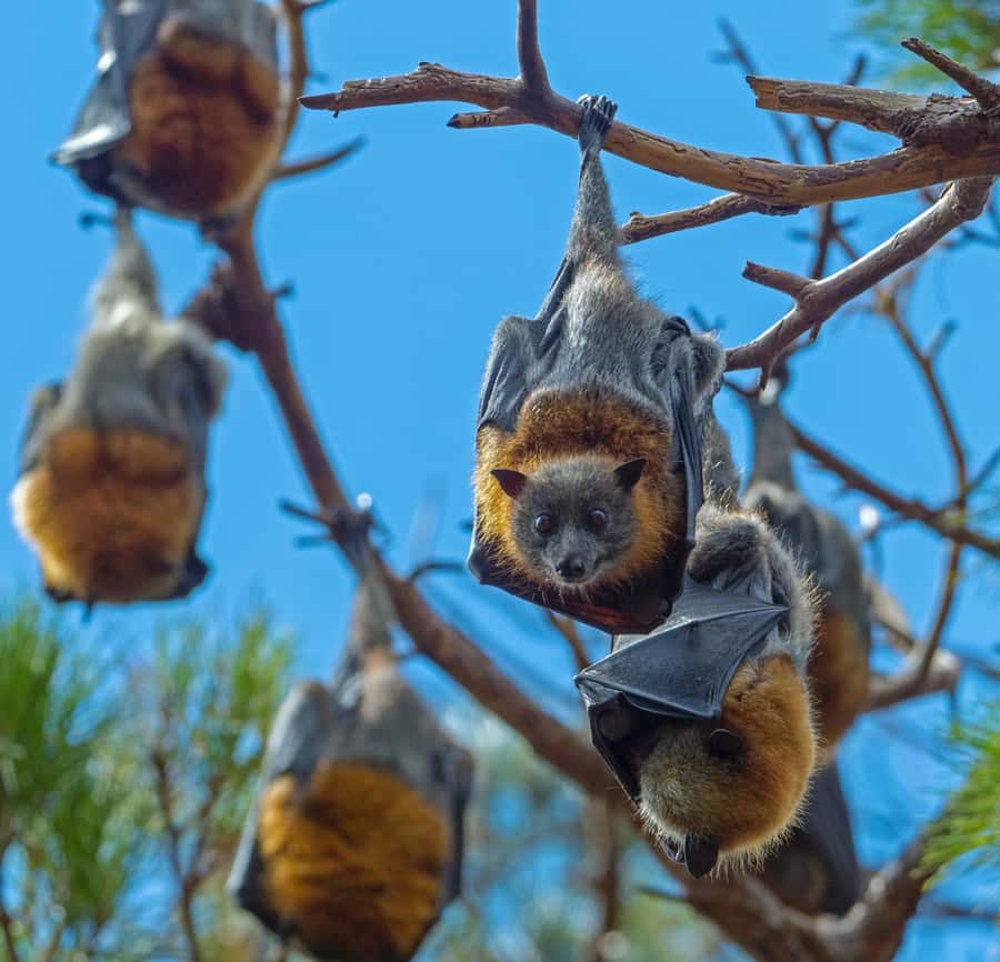 Sydney: Flying Fox Tour, Australia's Largest Bats - Circular Quay Meeting Point: Fast Find, Easy Start