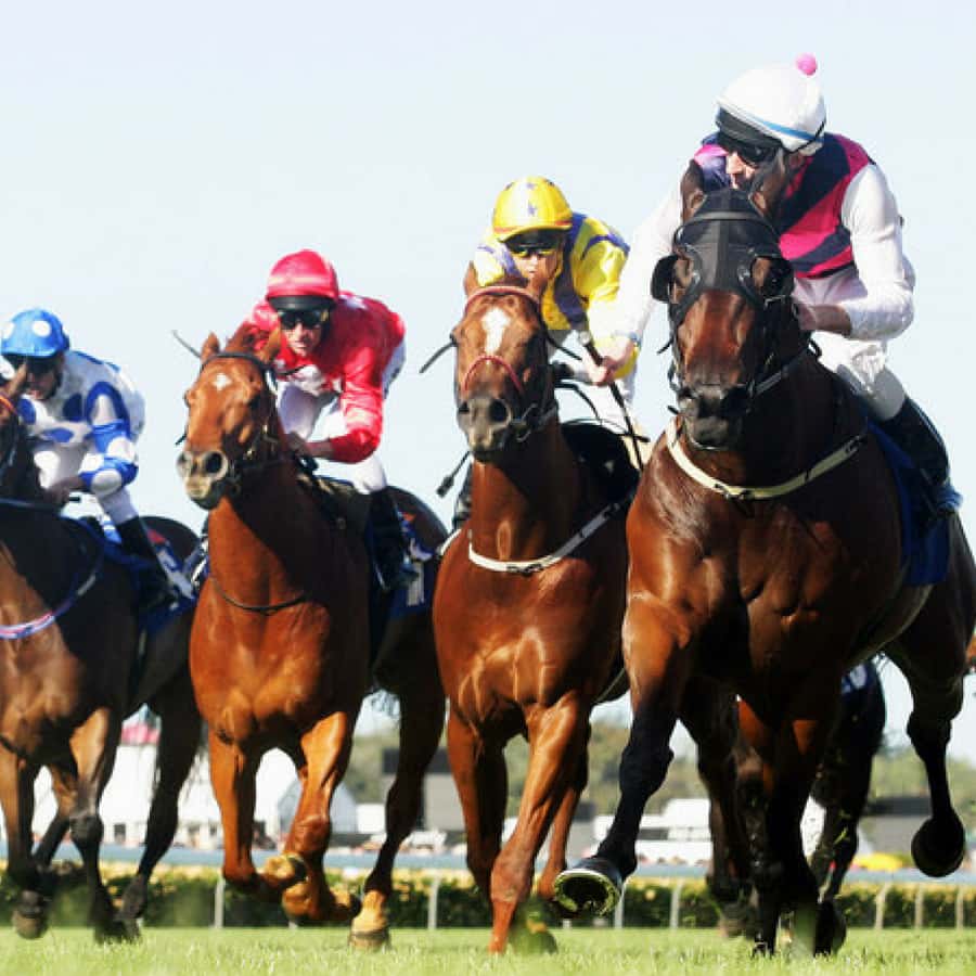 Sydney Harbour Melbourne Cup Cruise - Why This Melbourne Cup Cruise Feels Different Than Staying on Land