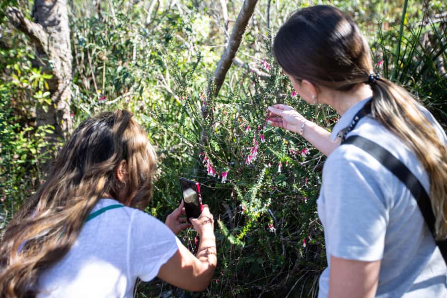 Sydney Harbour National Park 2-Hour Walking Tour - Wildlife spotting in rare pockets of bushland
