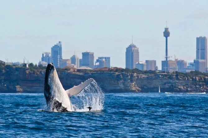 Sydney Harbour Whale Watching Experience - Key highlights before you book