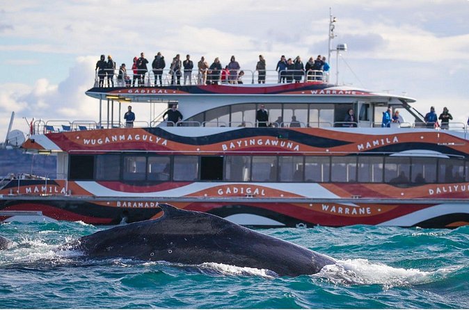Sydney Harbour Whale Watching Experience - Timing tips: morning vs afternoon departure