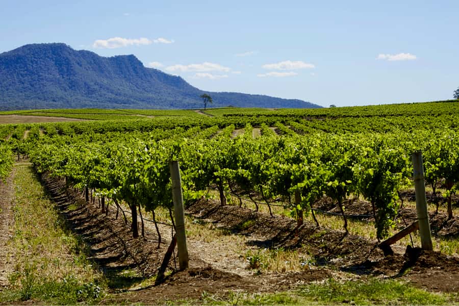 Sydney: Hunter Valley Wineries Day Trip with Food Tastings - Quick hits