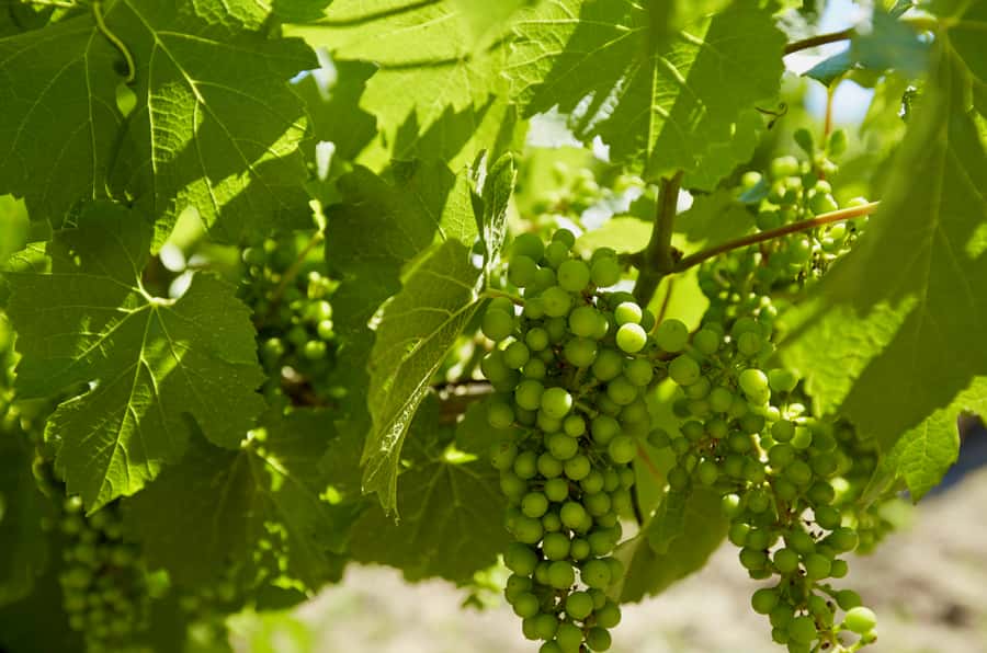 Sydney: Hunter Valley Wineries Day Trip with Food Tastings - Cost and value: $336 per person plus tastings and lunch