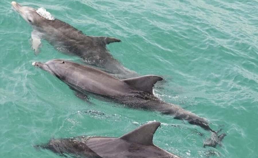 Sydney: Jervis Bay Day Trip with Dolphins, Roos & Beach Time - White Sands Coastal Trail: Hidden Beaches Without the Hassle