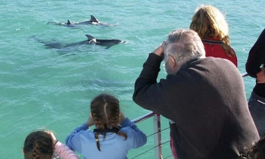 Sydney: Jervis Bay Day Trip with Dolphins, Roos & Beach Time - Cave Beach Kangaroos at Booderee National Park