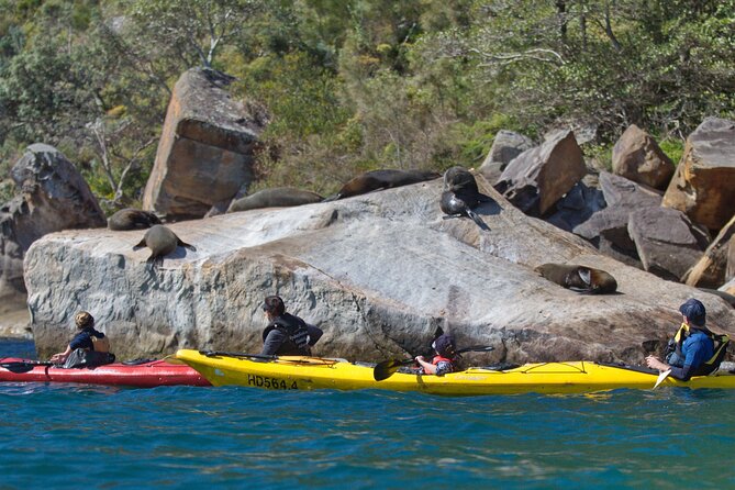 Sydney Kayak Seal Encounter Adventure with Gourmet Food - Seal Viewing Etiquette That Keeps the Moment Calm