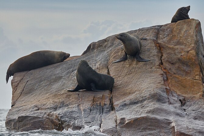 Sydney Kayak Seal Encounter Adventure with Gourmet Food - Price and Value: What $149.47 Gets You