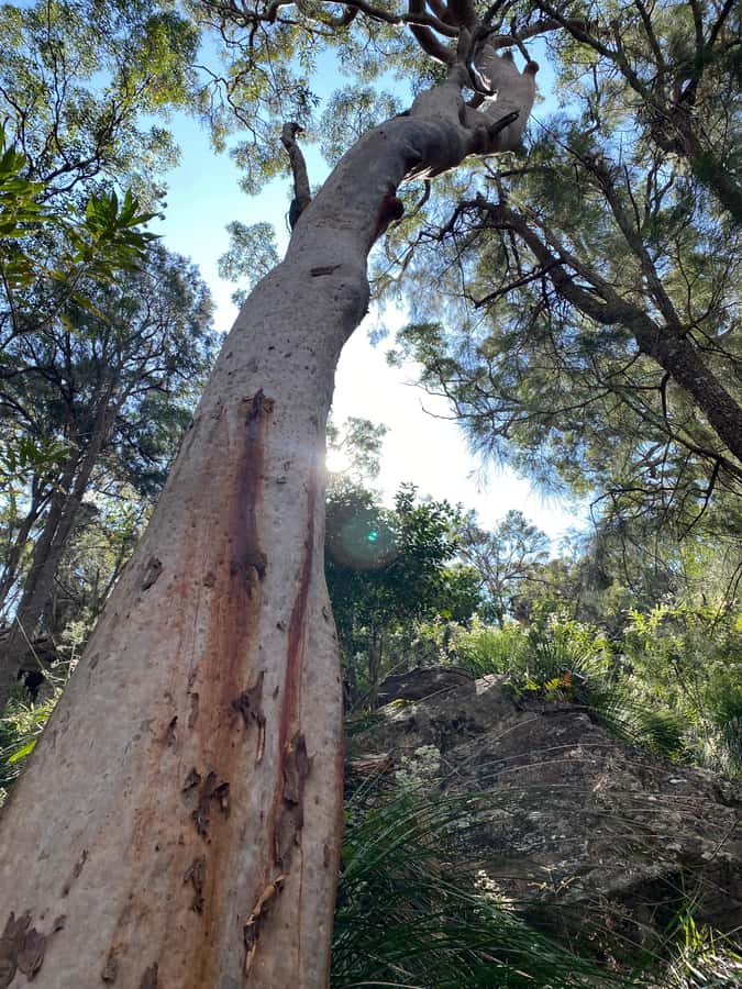 Sydney: Ku-ring-gai National Park with swim and picnic - Getting there from the CBD, without a bus vibe