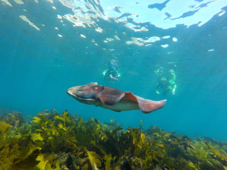 Sydney: Manly and Shelly Beach Snorkeling Tour - Key highlights to know before you go