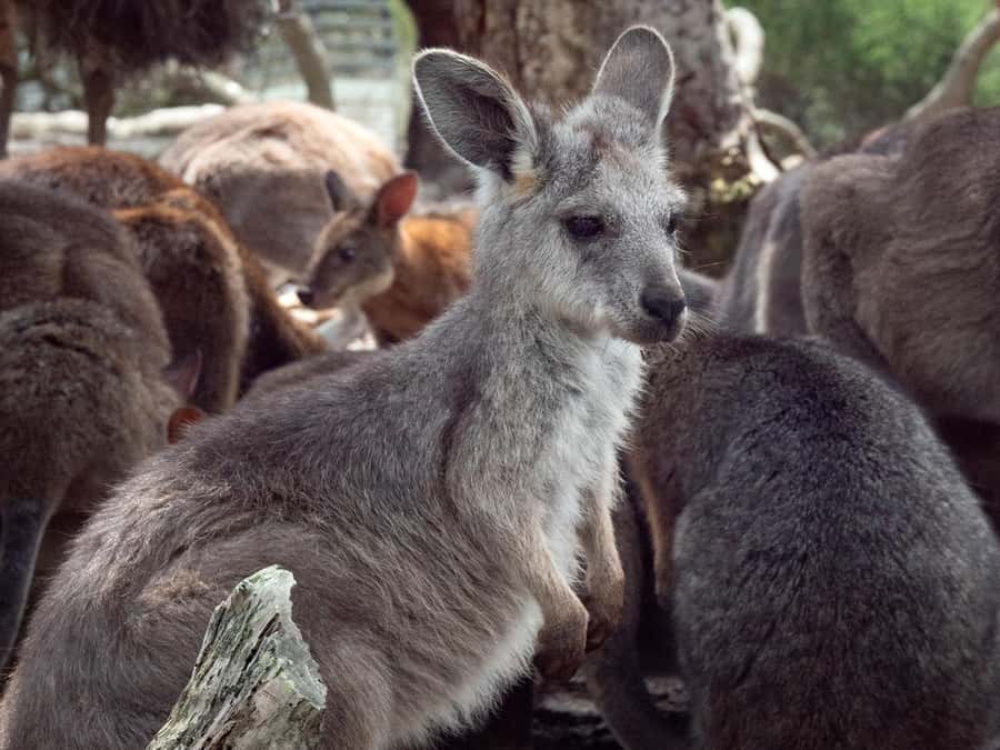 Sydney: Nature and Wildlife - Australia in One Day - Key takeaways before you go