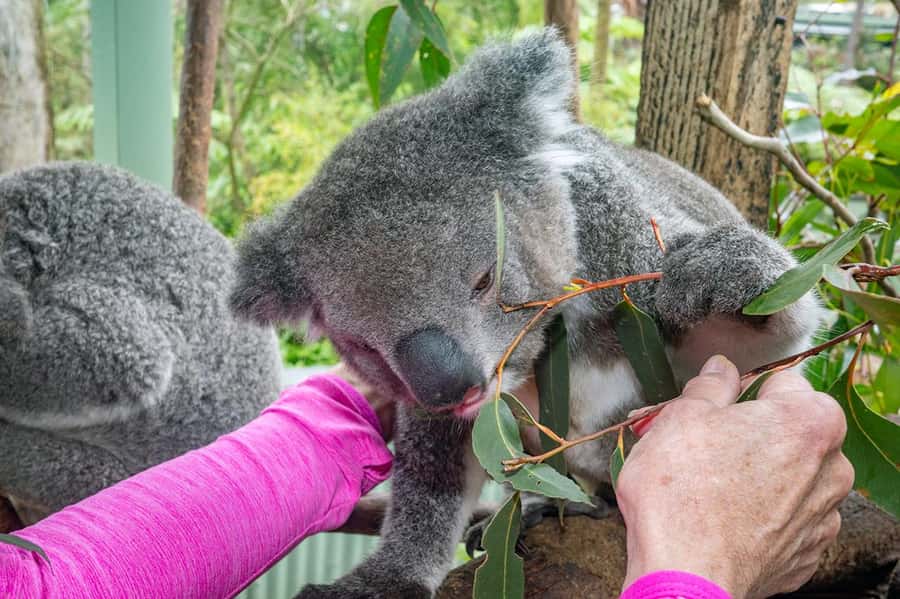 Sydney: Nature and Wildlife - Australia in One Day - A private, off-the-crowd Sydney wildlife day