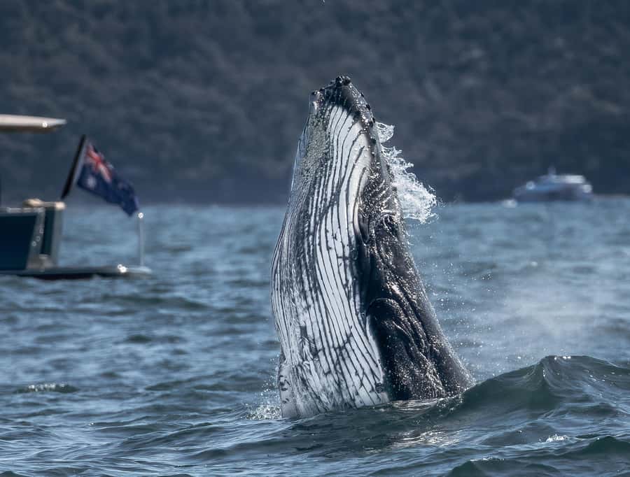 Sydney: Ocean Whale Watching Experience - Key highlights worth your attention
